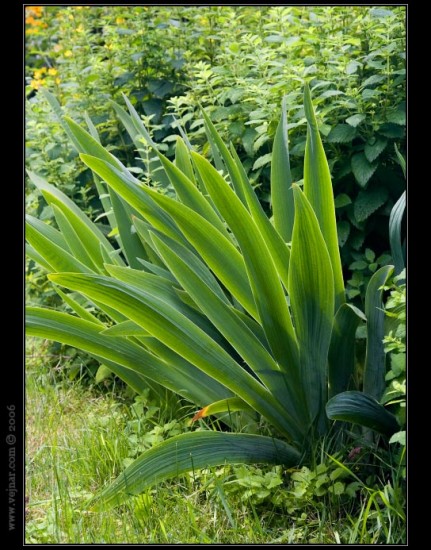 makrofoto05