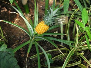 Ananas_comosus